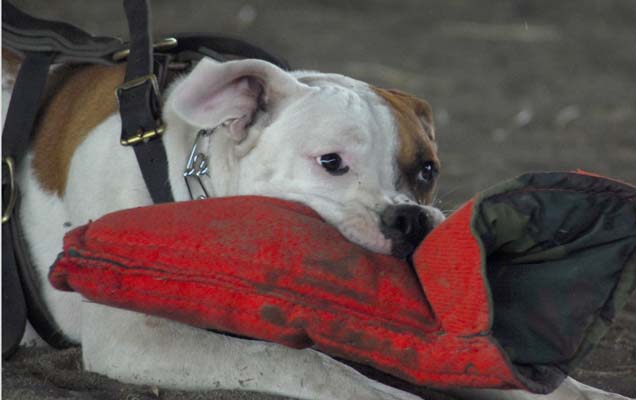 American bulldog bitework - Ariya from MaloxMissde