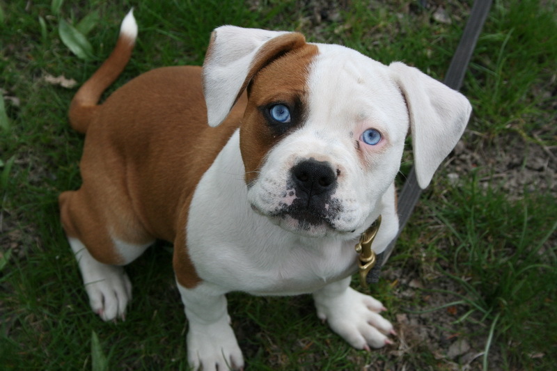 Blue eyed American Bulldog - Blaze, MaloxLupine