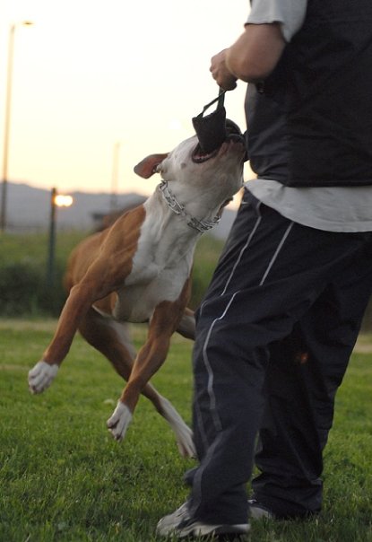 Norcal's Malo recieving a toy for an obedience reward