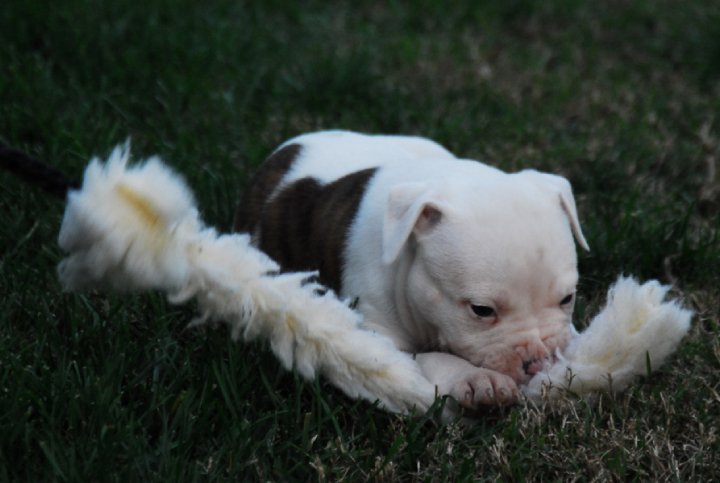 Norcal Puppy at play