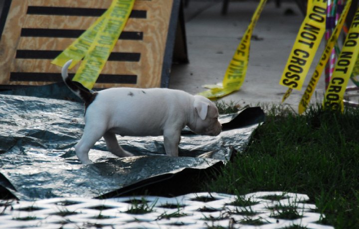 Norcal's American Bulldog puppy imprinting