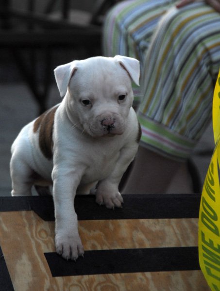 American bulldog puppy on A-frame