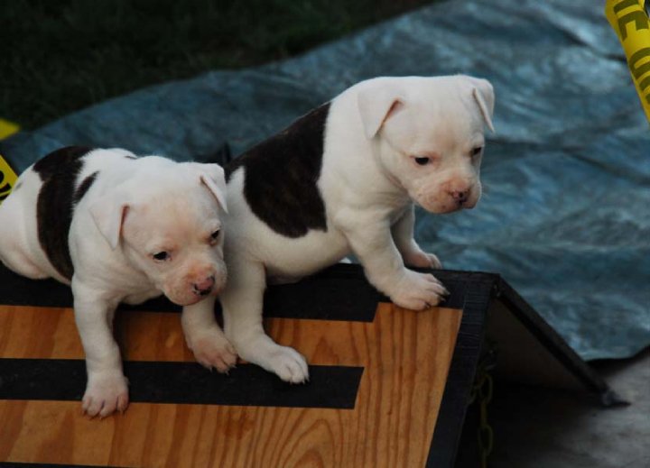 Norcal's American Bulldog puppies play on A-Frame - future dog agility stars!
