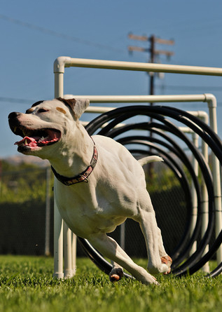 Pink runs the UKC hoop tunnel