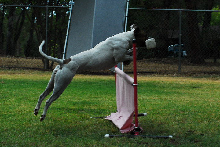 Pink training for UKC open obedience - retrieve over the jump. 