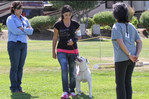 Pink and Amy UKC obedience figure 8