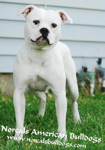 Norcal's Pretty n' Pink - Performance American bulldog