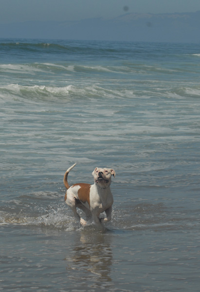 Ajax, American Bulldog at the beach