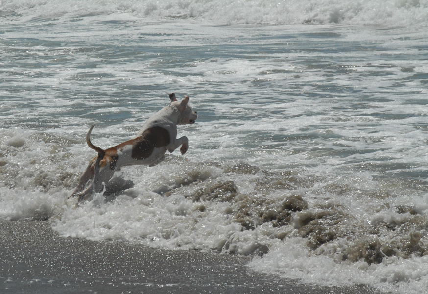 Ajax at the beach