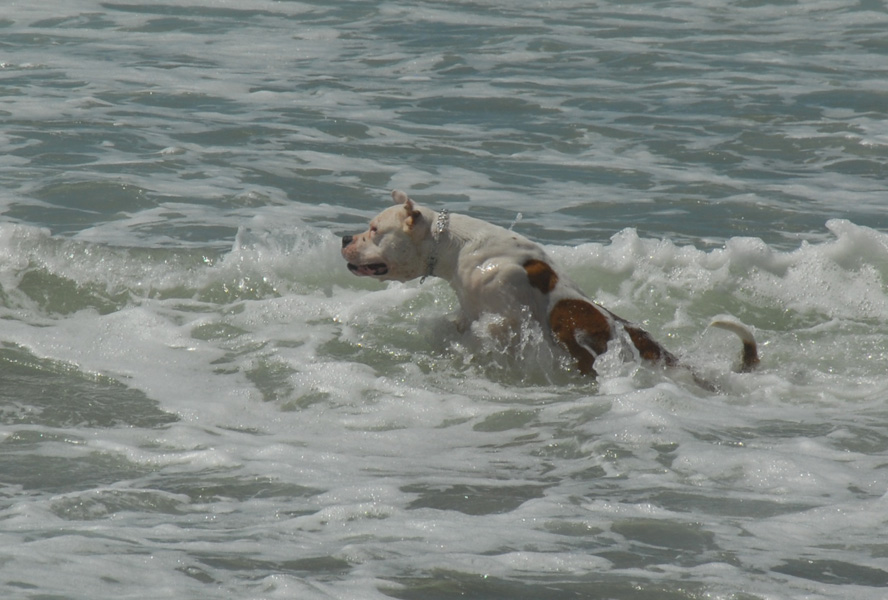 Ajax loves the water!