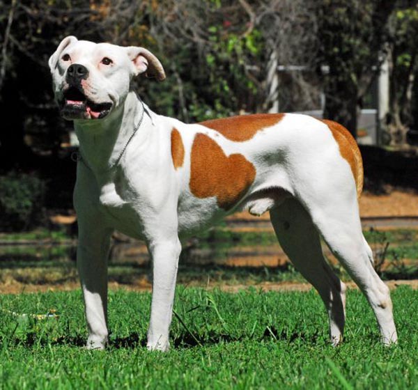 Norcal's Australian Ajax American bulldog