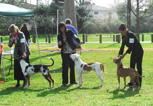 Ajax in the UKC Best in show ring with tough competition