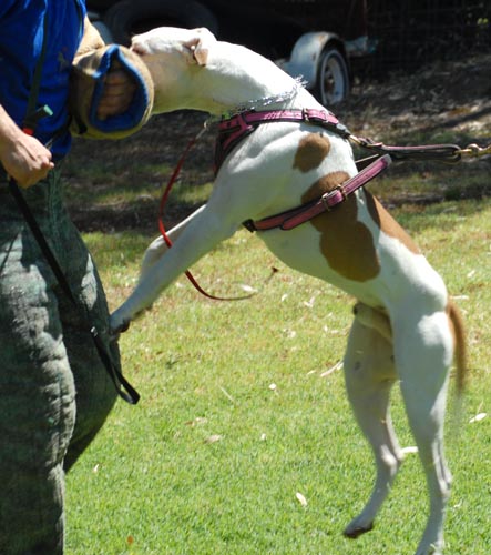 Ajax taking an arm bite