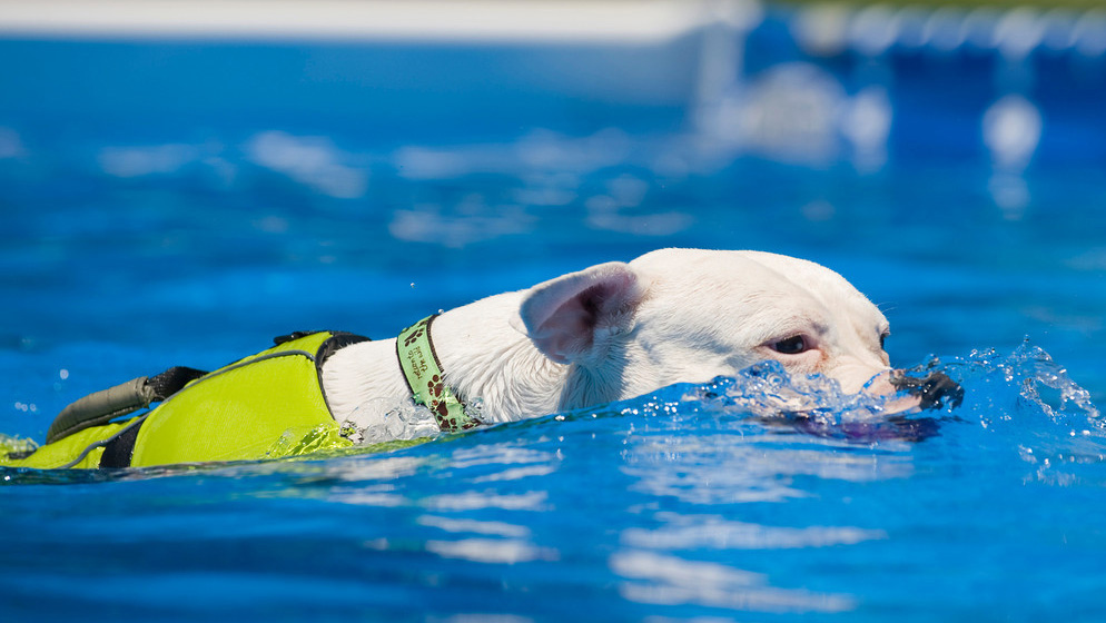 Ajax snorkles through the pool at a Splash Dogs event