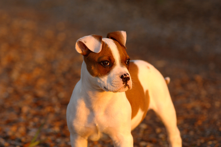 Norcal's American Bulldog puppy