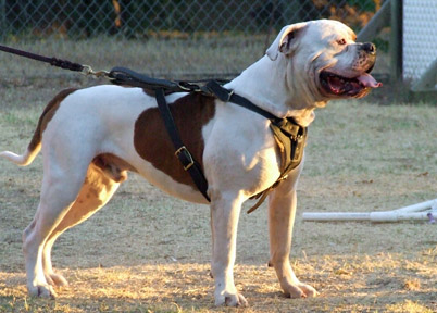 Bully Hybrid American Bulldog that works! Jaws - Norcal's Malo x Norcal's Chyna