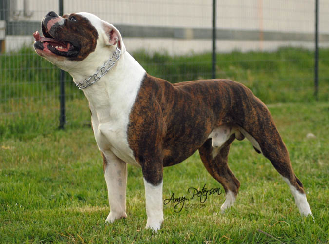 Bully hybrid American Bulldog - Norcal's Malo x Norcal's Chyna