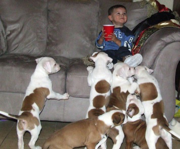 Allen hand feeding pups