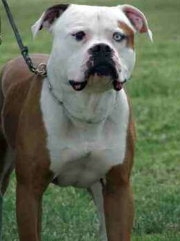 Norcal's Malo Rojo - American Bulldog